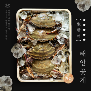 [태안직송] 제철 활 알배기 꽃게(1kg 3-6미) 당일새벽조업, 1박스, 2kg