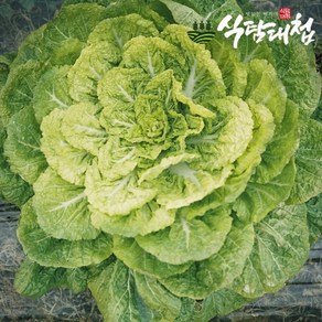 식탐대첩 국내산 남도 봄동(납작배추) 2kg(특품), 1개