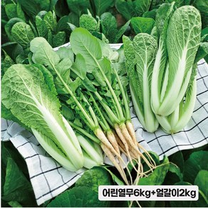 포천 채소한 싱싱 어린 열무 얼갈이, 어린열무6kg+얼갈이2kg, 1개