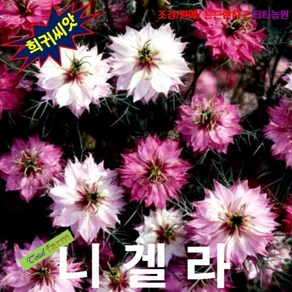 희귀꽃씨 니겔라 로즈믹스 Pesian Rose 10립, 1개