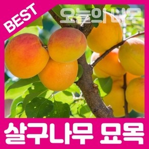 살구나무묘목(산형3호 왕살구 하코드)접목묘 판매합니다., 하코드(떡살구)접목묘 상묘, 1개