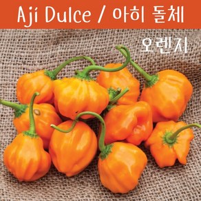 Ají Dulce 아히 돌체 스위트 페퍼 희귀 고추 특수작물, 1개