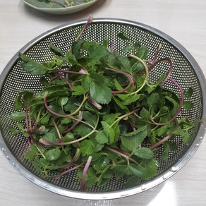 [당일수확]방풍나물 친환경 울진 해방풍 갯방풍 나물, 1개, 500G