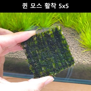 [수초몰] 퀸모스 5cm * 5cm 활착판 / 활착 모스 초보수초 음성수초 활착수초 활착모스 모스활착 피규어모스 화산석활착 구피 새우 수초맛집 피규어활착 피규어 모스볼 마리모, 1개, 1개