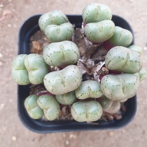 [수암다육] 코노피튬 프레파붐 랜덤발송 Conophytum praeparvum 랜덤발송 다육 다육이 다육식물 578