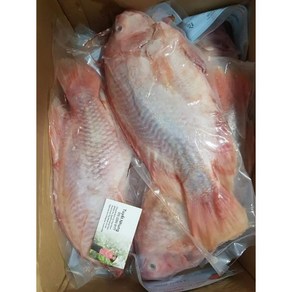 냉동 생선/ 레드 틸라피아/ RED THILAPIA/ CA DIEU HONG 700g 내외