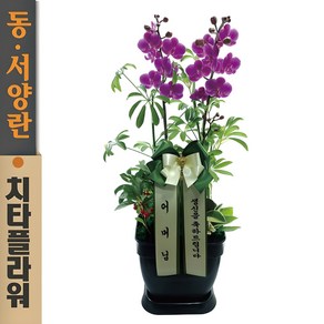 치타플라워 만천홍 서양란 승진 축하 생일 개업 이사 화분 [CT04A-01] 미니 호접란 전국 배송 꽃배달, 1개
