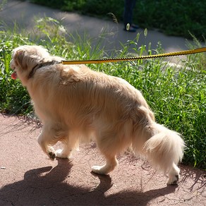 펫톡톡 충격완화 고탄력 러닝 리드줄 핸즈프리 소형견 중형견 대형견 버퍼리쉬, 대형견 리드줄(손잡이 구멍 1개), 1개