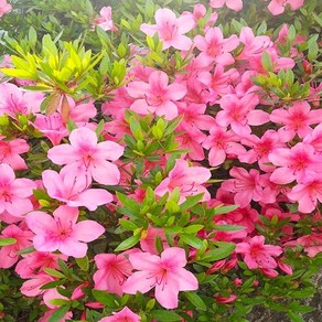 [키움원예] 석암철쭉 (철쭉) 5주 (키30cm), 1세트, 무관
