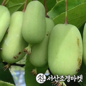 다래나무 왕다래(용성2호) 4치장포트 묘목 나무 서산조경마켓, 5개