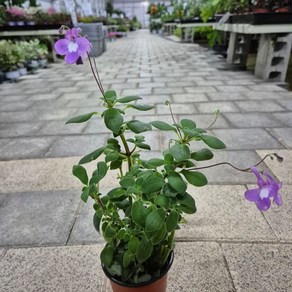 삭소롬 연보라 관엽식물 공기정화식물