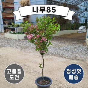 (나무85) 병꽃나무(분홍꽃) 스탠드형 화분, 1개