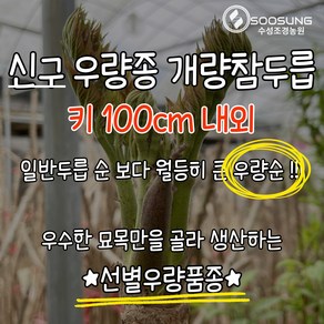 신구두릅 10주 1세트 키100cm 내외 우량종 우량순개량참두릅신구 묘목 우량순두릅 선별우량종 신구우량종두릅 수성조경농원, ., 10개