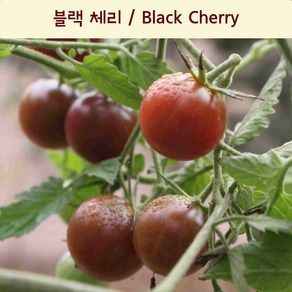 블랙체리 토마토 Black Chey 달콤한 희귀토마토씨앗 교육 체험용, 1개