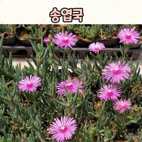 송엽국 4개묶음 10cm 화분 / 노지월동 조경용 다육식물, 10센치 화분