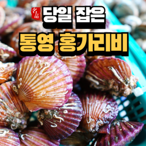 [통영직송] 세척 통영 홍가리비 제철 비단 가리비, 1개, 2kg