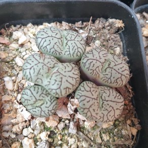 [수암다육] 코노피튬 위트버젠스 랜덤발송 Conophytum minimum 'Wittebegense' 랜덤발송 다육 다육이 다육식물 579, 1개