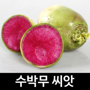 수박무 씨앗 채소씨앗 과일무 종자 김장 무씨 100알