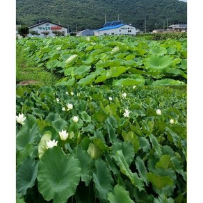 연잎 2kg 생연잎 진공포장 연밥용