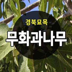 [경북농원] 무화과나무 특묘목 판매중, 무화과 2년생 포트묘, 1개