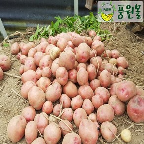 [풍원몰] 서홍감자 (서홍감자) 5kg/10kg (중), 5kg, 1개