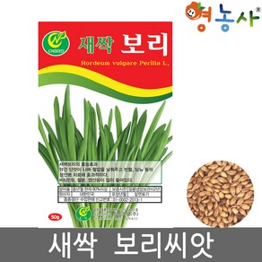 새싹 보리 씨앗 50g 토경 수경재배 겸용 보리씨 종자, 1개