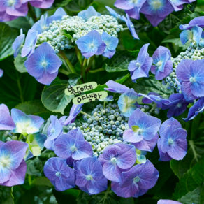 텔러블루 [1포트] 파란수국 (복남이네 야생화 모종 hydangea), 1개