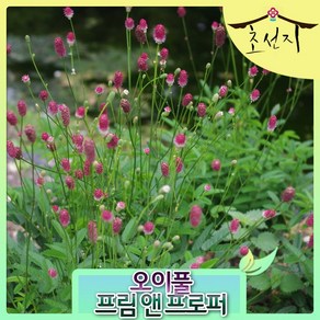 [초선지] 오이풀 상귀소르바 프림 앤 프로퍼 6치화분 신품종 네덜란드 직수입, 프림앤프로퍼, 1개