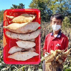 2024년 산지 직송 농부직발송 야콘 즙용/특품 5kg, 흠과(즙용), 1개