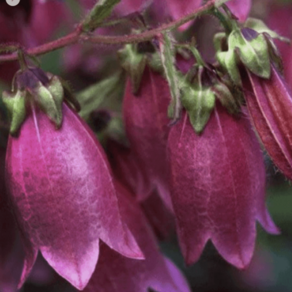 왜성 자주초롱 [4포트 복남이네야생화 모종 초롱꽃 퍼플 캄파눌라 campanula]