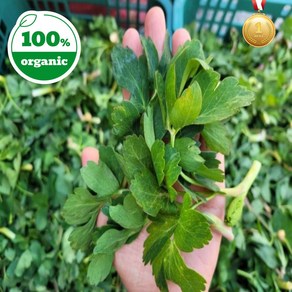 [수라농원] 국산 금오도 방풍 나물 산지직송, 1박스, 1kg