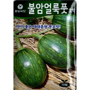 (씨앗) 불암얼룩풋호박 - 맛이 좋은 재래종형 풋호박 씨앗 종자 - 70립