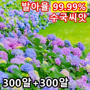 수국 씨앗생존율&발아율99.99% 수국 가든플라워 내음성 내열성꽃 씨앗, 600개