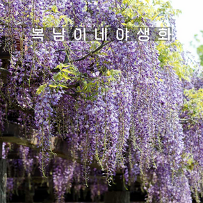 등나무 나가노다 [1포트 복남이네야생화 모종 wisteia], 1개