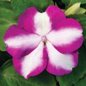 임파첸스 액센트 스타 시리즈 컬러선택(꽃씨앗/10립) Impatiens 서양봉선화, 1개
