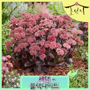 [초선지] 세덤 블랙나이트 6치 포트, 1개