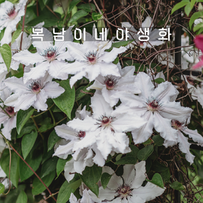 클레마티스 미스배트맨 [1개 복남이네야생화 모종 덩굴식물 미쓰 으아리 clematis], 1개