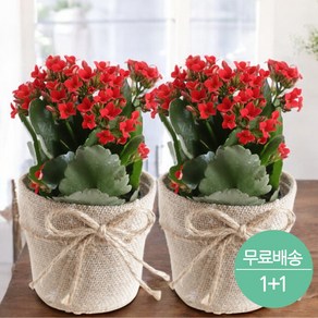 로사드블랑 칼랑코에 카랑코에 칼란디바 꽃화분, 1개, 빨강 1+1