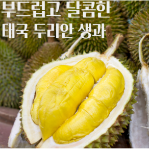 [태국 항공직송] 부드럽고 달콤한 맛있는 과육 프리미엄 두리안 생과 생 두리안 몬통, 1개, 1.5~2kg(1수)