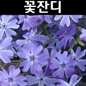 꽃잔디(에메랄드) 다년생 포트묘 10개/야생화, 10개