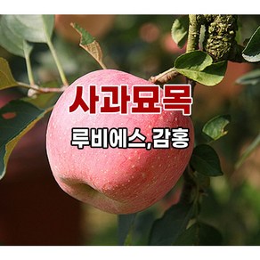 <장원농원> 사과나무묘목 루비에스 감홍 미야비부사 시나노골드, 미야비(m26이중접목 상묘)