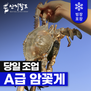 [산지팔도] 제철 알배기 꽃게 암꽃게 생물 급랭 서해안 봄 게장용 여수 활꽃게 1kg, 1박스, 여수 생물 알베기 암꽃게 1kg (3-5미)