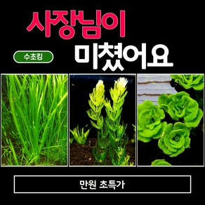 (수초킹) 초특가 만원 수초 / 구피 물고기 새우 초보, 워터위스테리아20촉, 1세트