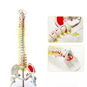 교육용 척추 뼈 모형 고관절 골반 요추 관절 간호학 인체 정골 골격 수업 학교, 2. 45cm척추+대퇴골두