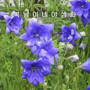 보라겹도라지 [2포트 복남이네야생화 모종 도라지꽃 퍼플], 2개