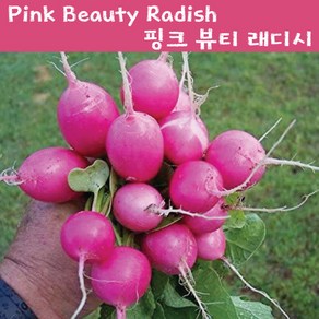 래디시 키우기세트 핑크 래디시 Pink Beauty Radish 교육 체험용