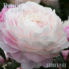 작약(Peony) 숙근 입고 다이너스티(2~3촉) '기다리시면 품절 되요~~' 금강원예, 1개