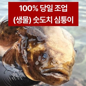 도치 생물 심퉁이 알도치 생물 도치생선 숫도치 수산물 도치알탕 뚝지 속초 고성 숙회 알찜 도치알탕, 속초 숫도치 1미(당일 조업), 1개