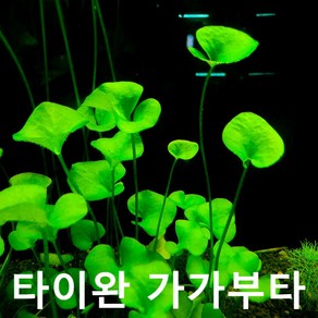 타이완 가가부타 (1촉) 초보자수초 자연수초 레어템