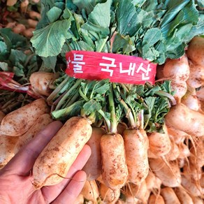 맛있는 황토 알타리무 1단 (2kg 내외), 4단, -